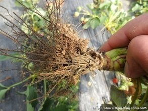 杀菌剂价格 80 乙蒜素杀菌剂南宁柑橘青苔病特效药防治棉花枯萎病炭疽病批发价格 郑州市