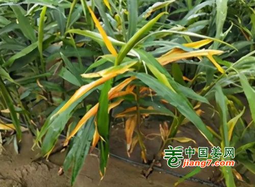 小培土后黄叶干尖的原因及三氯异氰尿酸的影响分析